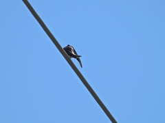 Hirundinidae