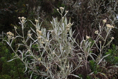 Achyrocline bogotensis