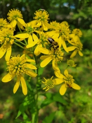 Verbesina alternifolia