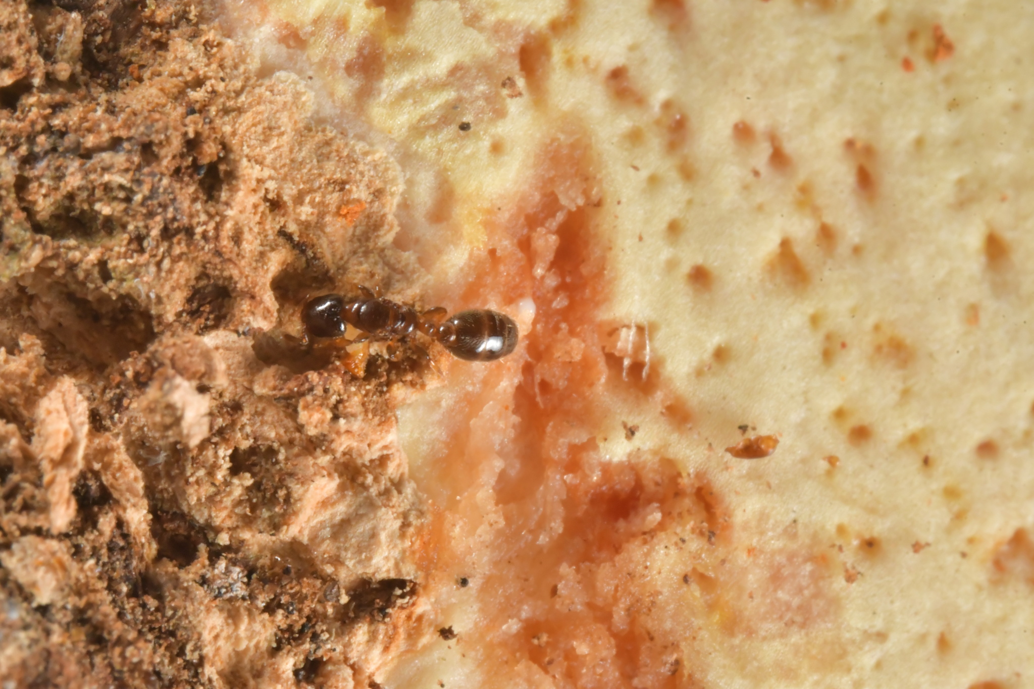 Rhopalomastix johorensis