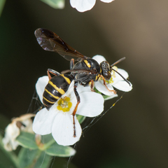Hoplisoides costalis