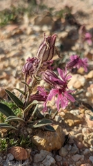 Silene petersonii