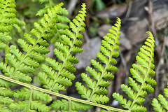 Dennstaedtia davallioides
