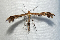 Oxyptilini