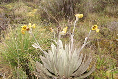 Espeletia grandiflora