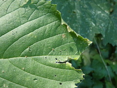Araniella displicata