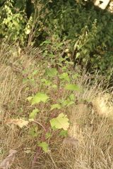 Arctium minus