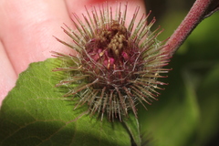 Arctium minus