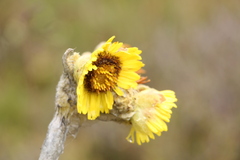 Espeletia grandiflora