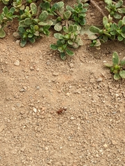 Pogonomyrmex californicus
