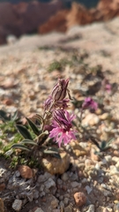 Silene petersonii