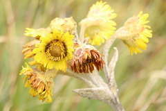 Espeletia grandiflora