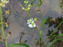 Sagittaria