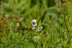 Popillia japonica