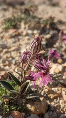 Silene petersonii