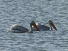Pelecanus erythrorhynchos