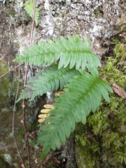 Polypodium virginianum