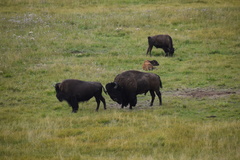 Bison bison bison