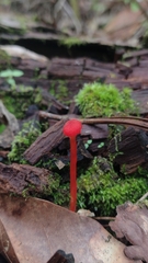 Pseudohygrocybe