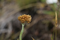 Pseudognaphalium lanuginosum
