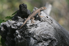 Sceloporus tristichus