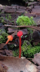 Pseudohygrocybe