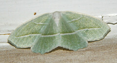 Campaea perlata