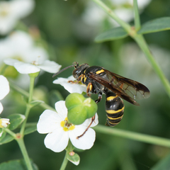 Hoplisoides costalis