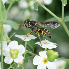 Hoplisoides costalis