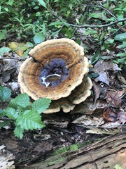 Phaeolus