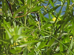 Libellula luctuosa