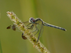 Hemistigma albipunctum