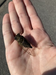 Neotibicen canicularis