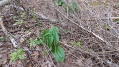 Cypripedium acaule