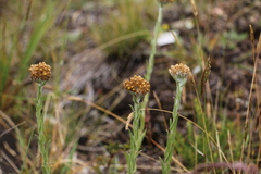 Pseudognaphalium lanuginosum