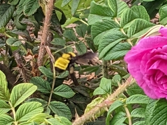Bombus sonorus