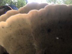 Phaeolus