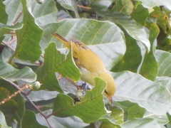 Hemithraupis ruficapilla