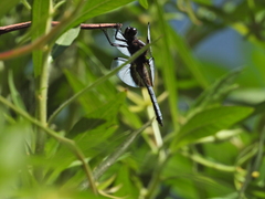 Libellula luctuosa