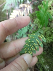Polypodium virginianum