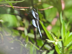 Libellula luctuosa