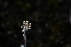 Pseudognaphalium paramorum