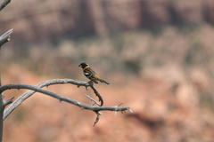 Pheucticus melanocephalus