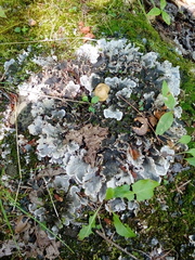 Peltigera canina
