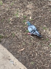 Columba livia domestica