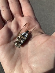 Neotibicen canicularis