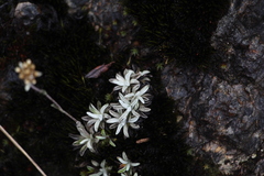 Pseudognaphalium paramorum