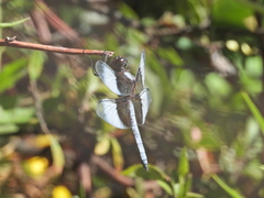 Libellula luctuosa