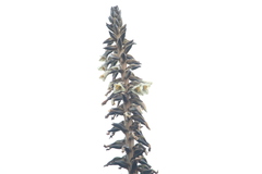 Puya nitida