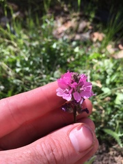 Sidalcea